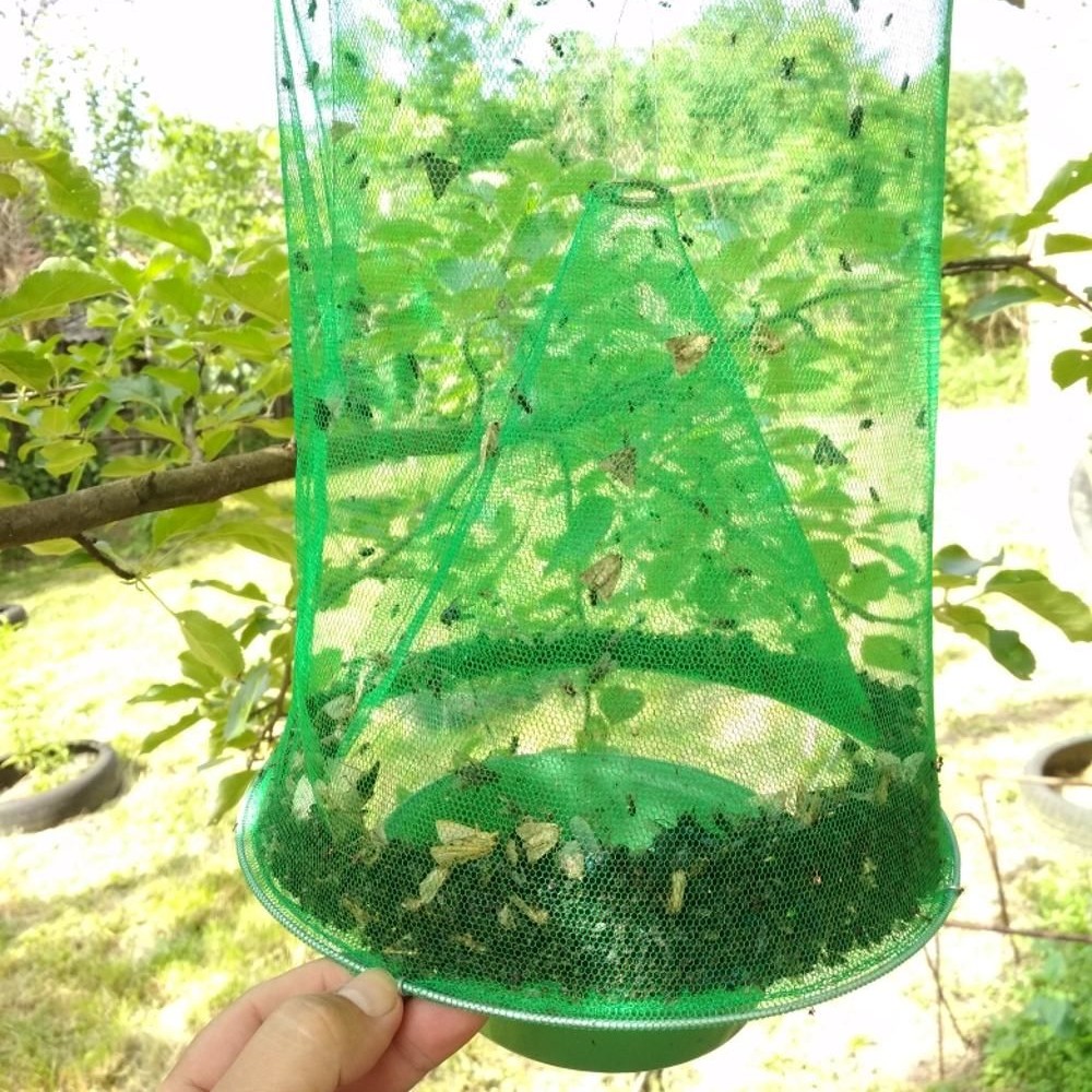 Window Fly Trap - Starke Ayres GC